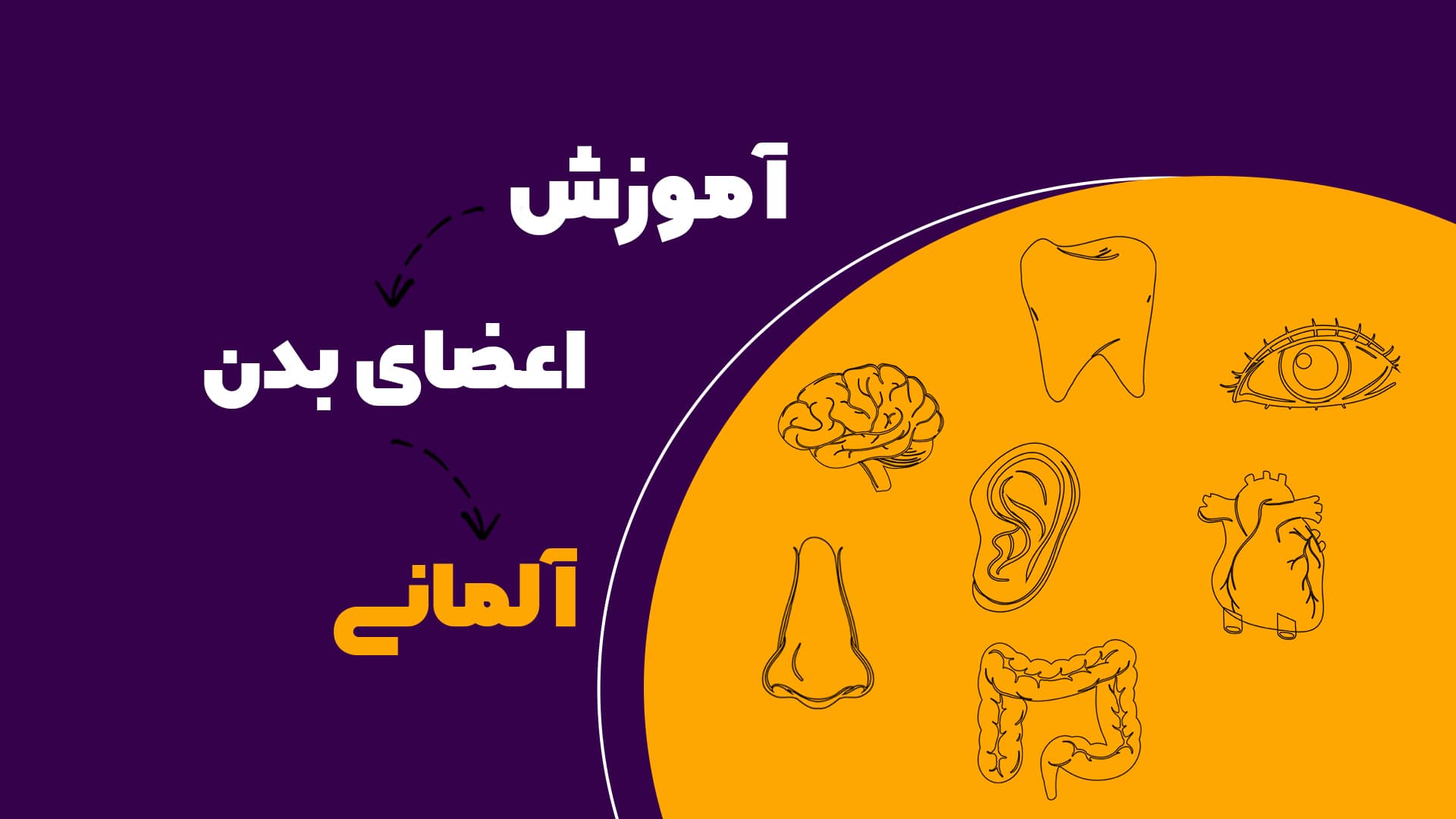 اعضای بدن به آلمانی